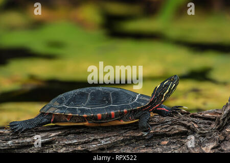 Zoologie/Tiere, Reptilien (Reptilia), Eastern Painted Turtle (Chrysemys picta) sonnen auf einer anmelden Wir, Additional-Rights - Clearance-Info - Not-Available Stockfoto