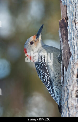 Zoologie/Tiere, Vogel/Vögeln (Aves), weiblich Red-bellied Woodpecker (Melanerpes carolinus) im Winter, Additional-Rights - Clearance-Info - Not-Available Stockfoto