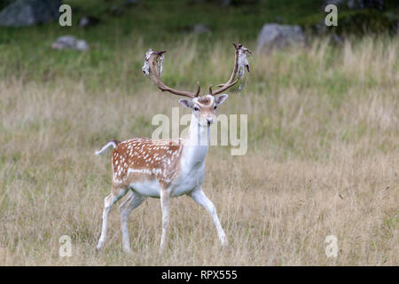 Zoologie/Tiere, Säugetier/Säugetier-, Damwild, in der Hjorthagen Game Preserve, Mariefred, Söderm, Additional-Rights - Clearance-Info - Not-Available Stockfoto