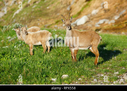 Zoologie/Tiere, Säugetiere, Säugetier/Alpensteinbock (Capra ibex), Additional-Rights - Clearance-Info - Not-Available Stockfoto