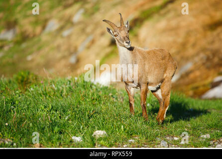 Zoologie/Tiere, Säugetiere, Säugetier/Alpensteinbock (Capra ibex), Additional-Rights - Clearance-Info - Not-Available Stockfoto