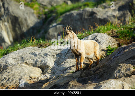 Zoologie/Tiere, Säugetiere, Säugetier/Alpensteinbock (Capra ibex), Additional-Rights - Clearance-Info - Not-Available Stockfoto