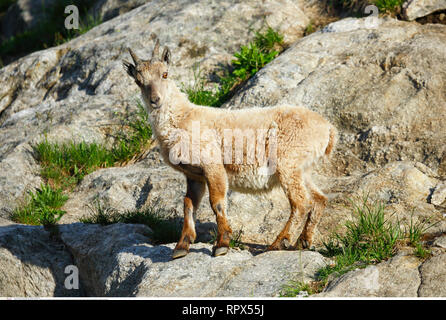 Zoologie/Tiere, Säugetiere, Säugetier/Alpensteinbock (Capra ibex), Additional-Rights - Clearance-Info - Not-Available Stockfoto