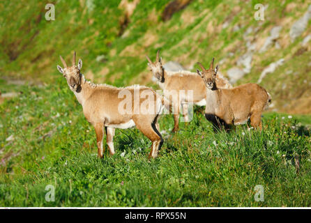 Zoologie/Tiere, Säugetiere, Säugetier/Alpensteinbock (Capra ibex), Additional-Rights - Clearance-Info - Not-Available Stockfoto