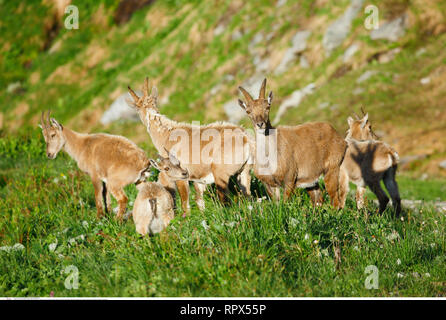 Zoologie/Tiere, Säugetiere, Säugetier/Alpensteinbock (Capra ibex), Additional-Rights - Clearance-Info - Not-Available Stockfoto