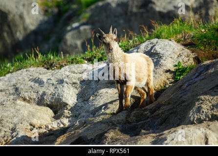 Zoologie/Tiere, Säugetiere, Säugetier/Alpensteinbock (Capra ibex), Additional-Rights - Clearance-Info - Not-Available Stockfoto