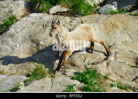 Zoologie/Tiere, Säugetiere, Säugetier/Alpensteinbock (Capra ibex), Additional-Rights - Clearance-Info - Not-Available Stockfoto