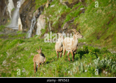 Zoologie/Tiere, Säugetiere, Säugetier/Alpensteinbock (Capra ibex), Additional-Rights - Clearance-Info - Not-Available Stockfoto