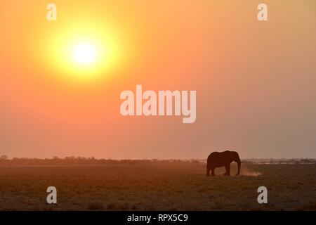 Zoologie, Säugetiere (Mammalia), Elefant (Loxodonta africana) im Sonnenuntergang, Etosha National Park, Namibia, Additional-Rights - Clearance-Info - Not-Available Stockfoto