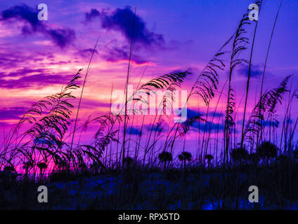 Schöne kontrastierende purples auf Florida Beach Stockfoto