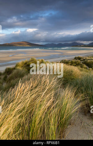 Gras in den Dünen weht im Wind in Seilebost, Isle of Harris, Äußere Hebriden, Schottland Stockfoto