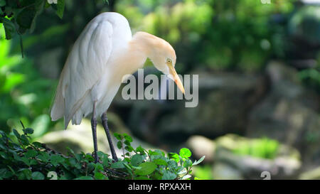 Detailansicht der Kuhreiher (Bubulcus ibis) im Nest sitzen Stockfoto