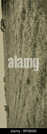 . Luzerne, Heuschrecken, Bienen: ihre Beziehung. Alfalfa. [Aus dem alten Katalog]; Heuschrecken. [Aus dem alten Katalog]; Bienen. [Aus dem alten Katalog]. . Bitte beachten Sie, dass diese Bilder sind von der gescannten Seite Bilder, die digital für die Lesbarkeit verbessert haben mögen - Färbung und Aussehen dieser Abbildungen können nicht perfekt dem Original ähneln. extrahiert. Jäger, Samuel John, 1866 [aus dem alten Katalog]; Duff, A. H. [aus dem alten Katalog]. Topeka, Kan. Drücken des Staates Drucker Stockfoto