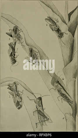 . Luzerne, Heuschrecken, Bienen: ihre Beziehung. Alfalfa. [Aus dem alten Katalog]; Heuschrecken. [Aus dem alten Katalog]; Bienen. [Aus dem alten Katalog]. Platte IV. (Im Original.) Siehe unten auf der gegenüberliegenden Seite. Bitte beachten Sie, dass diese Bilder sind von der gescannten Seite Bilder, die digital für die Lesbarkeit verbessert haben mögen - Färbung und Aussehen dieser Abbildungen können nicht perfekt dem Original ähneln. extrahiert. Jäger, Samuel John, 1866 [aus dem alten Katalog]; Duff, A. H. [aus dem alten Katalog]. Topeka, Kan. Drücken des Staates Drucker Stockfoto