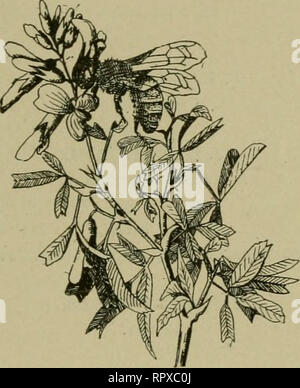 . Luzerne, Heuschrecken, Bienen: ihre Beziehung. Alfalfa. [Aus dem alten Katalog]; Heuschrecken. [Aus dem alten Katalog]; Bienen. [Aus dem alten Katalog]. Universität von Kansas, Lawrence. Alfalfa. Gmsshoppess, Bienen: IHRE BEZIEHUNG. Ein BERICHT ÜBER DIE ARBEIT DER ABTEILUNG ENTOMOLOGIE. Sommer 1898.. Beitrag von Entomologischen Labors Nr. 65. Bv S. J Jäger. Drücken Sie die Taste DES DRUCKERS: Topeka, Kansas. Januar 1899.. Bitte beachten Sie, dass diese Bilder aus gescannten Seite Bilder, die digital für die Lesbarkeit verbessert haben mögen - Färbung und Aussehen dieser Abbildungen kann nicht extrahiert werden Stockfoto