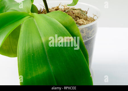 Krankheit auf dem Blatt einer Orchidee. Close-up. Sun Brennen auf eine Orchidee Blatt, auf weißem Hintergrund. Phalaenopsis. Stockfoto