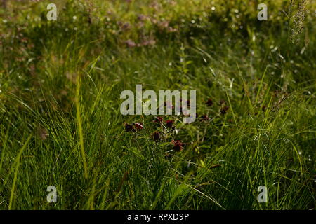 Blumen comarum paluste im Dickicht der dichten Sumpf Gras Stockfoto