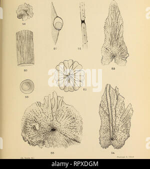 . Alcyonaire. Expédition antarctique Française 1908-1910); Alcyonaria. Deuxième Expédition Charcot [Ch. Gravier-Alcyonaires.) Pl. X. Abb. 5 t. : Notisis fragilis Gravier. - Abb. 52-55. : Tliouarella Antarktis (Valenciennes). Abb. 56-59. : RhopaloneUa pendulina Roule.. Bitte beachten Sie, dass diese Bilder sind von der gescannten Seite Bilder, die digital für die Lesbarkeit verbessert haben mögen - Färbung und Aussehen dieser Abbildungen können nicht perfekt dem Original ähneln. extrahiert. Gravier, Charles Joseph, 1865-1937; Charcot, Jean Baptiste Auguste Étienna, 1867-1936; Frankreich. Ministère de l Stockfoto