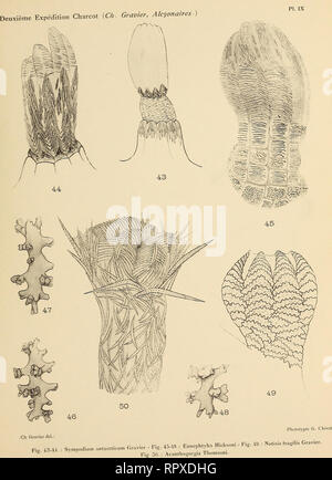 . Alcyonaire. Expédition antarctique Française 1908-1910); Alcyonaria. Masson & Amp; G", Editeurs. Bitte beachten Sie, dass diese Bilder sind von der gescannten Seite Bilder, die digital für die Lesbarkeit verbessert haben mögen - Färbung und Aussehen dieser Abbildungen können nicht perfekt dem Original ähneln. extrahiert. Gravier, Charles Joseph, 1865-1937; Charcot, Jean Baptiste Auguste Étienna, 1867-1936; Frankreich. Ministère de l'] nationale. Paris: Masson et Cie Stockfoto