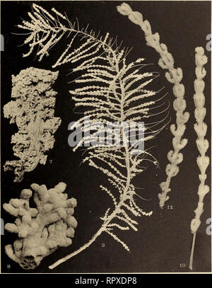 . Alcyonaire. Expédition antarctique Française 1908-1910); Alcyonaria. Deuxième Expédition Charcot (Ch. Gravier, Alcyonaires-, Pl. il. (Klischees C) intract Phototj 'Pie G. Cliivot Abb. 7-8: Eunephthya Hicksoni Gravier. - Abb. 9-11. : Stenella Liouvillei Gravier. Masson & Amp; G'", Editeurs. Bitte beachten Sie, dass diese Bilder sind von der gescannten Seite Bilder, die digital für die Lesbarkeit verbessert haben mögen - Färbung und Aussehen dieser Abbildungen können nicht perfekt dem Original ähneln. extrahiert. Gravier, Charles Joseph, 1865-1937; Charcot, Jean Baptiste Auguste Étienna, 1867-193 Stockfoto