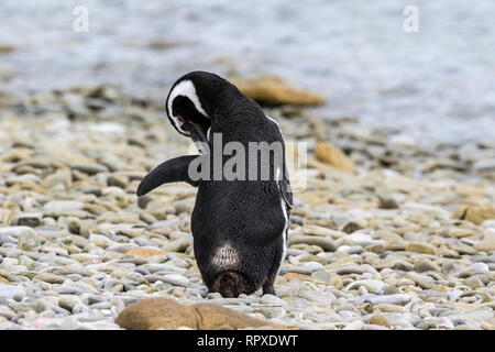 Magellanic Penguin, einzelne Erwachsene am Strand von Gipsy Cove, Falkland Inseln vom 2. Januar 2019 Stockfoto