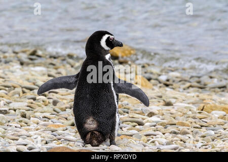 Magellanic Penguin, einzelne Erwachsene am Strand von Gipsy Cove, Falkland Inseln vom 2. Januar 2019 Stockfoto