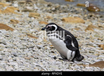 Magellanic Penguin, einzelne Erwachsene am Strand von Gipsy Cove, Falkland Inseln vom 2. Januar 2019 Stockfoto