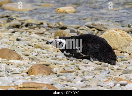 Magellanic Penguin, einzelne Erwachsene am Strand von Gipsy Cove, Falkland Inseln vom 2. Januar 2019 Stockfoto