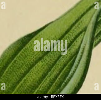 . Album des orchidées de l'Europe centrale et septentrionale. PL-X Bitte beachten Sie, dass diese Bilder sind von der gescannten Seite Bilder, die digital für die Lesbarkeit verbessert haben mögen - Färbung und Aussehen dieser Abbildungen können nicht perfekt dem Original ähneln. extrahiert. Correvon, Henry, 1854-1939. Genève, Librairie Georg Stockfoto