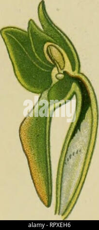 . Album des orchidées de l'Europe centrale et septentrionale. . Bitte beachten Sie, dass diese Bilder sind von der gescannten Seite Bilder, die digital für die Lesbarkeit verbessert haben mögen - Färbung und Aussehen dieser Abbildungen können nicht perfekt dem Original ähneln. extrahiert. Correvon, Henry, 1854-1939. Genève, Librairie Georg Stockfoto