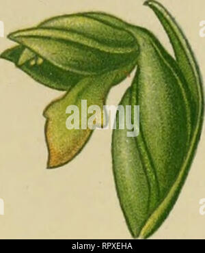 . Album des orchidées de l'Europe centrale et septentrionale. PI. Vii. Bitte beachten Sie, dass diese Bilder sind von der gescannten Seite Bilder, die digital für die Lesbarkeit verbessert haben mögen - Färbung und Aussehen dieser Abbildungen können nicht perfekt dem Original ähneln. extrahiert. Correvon, Henry, 1854-1939. Genève, Librairie Georg Stockfoto