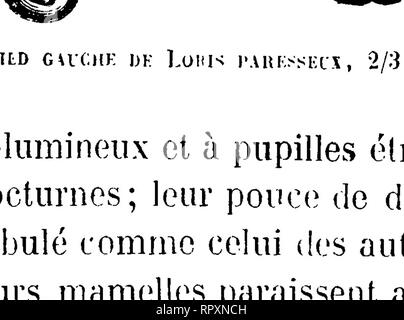 . Histoire Naturelle des mammifères, avec l'Angabe de Leurs, moeurs et de leurs Mehrfachrapport avec les Arts, le Commerce et l'agriculture;. Säugetiere. . Bitte beachten Sie, dass diese Bilder sind von der gescannten Seite Bilder, die digital für die Lesbarkeit verbessert haben mögen - Färbung und Aussehen dieser Abbildungen können nicht perfekt dem Original ähneln. extrahiert. Gervais, Paul, 1816-1879. Curmer Paris, L. Stockfoto