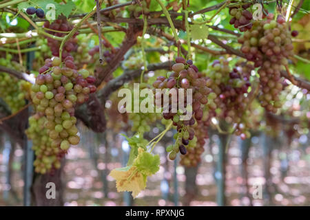 Grape Cluster in hängenden Weinstock, spezielle tafeltraube ohne innere Saatgut Stockfoto