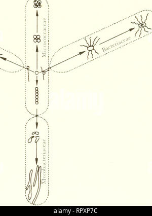 . Albert Jan Kluyver, sein Leben und sein Werk. Mikrobiologie. h13