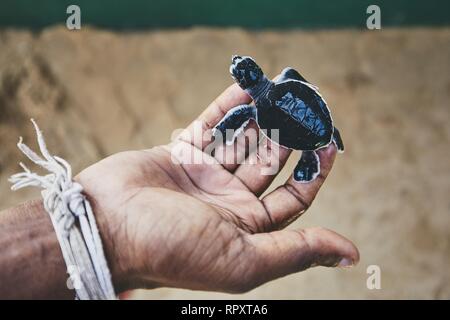 Rettung von einen Tag alt Grüne Schildkröte. Die menschliche Hand, die neugeborenen Schildkröte in der Brüterei in Sri Lanka. Stockfoto