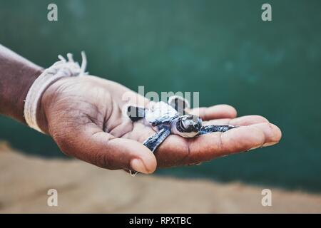 Rettung von einen Tag alt Grüne Schildkröte. Die menschliche Hand, die neugeborenen Schildkröte in der Brüterei in Sri Lanka. Stockfoto