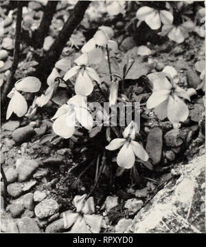 . Die Aiken 1953 Garten Buch. Pflanzen, Bäume Vermont Vermont Kataloge Kataloge; Gemüse; Blumen Vermont Vermont Kataloge Kataloge; Baumschulen und Gartenbau Vermont Vermont Kataloge Kataloge. Lila Lila Trillium Trillium oder Wakcrobin oder Wakcrobin (Trillium erectum). Ochsenblut-roten Blüten im Frühjahr. Sehr schön in Verbindung mit maidenhair Farne, Wild Ginger und bloodroot. Feuchten Schatten. 12 15 in. Gelbe Trillium (T. flavum oder luleum). Seltene Arten mit fleckige Blätter und blass gelb, duftenden Blüten. Feuchten Schatten. 75 c Jeder; 3 oder mehr bei 70 C, Prepaid. Schnee Trillium (T. Grand Stockfoto