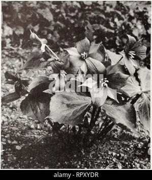 . Die Aiken 1953 Garten Buch. Pflanzen, Bäume Vermont Vermont Kataloge Kataloge; Gemüse; Blumen Vermont Vermont Kataloge Kataloge; Baumschulen und Gartenbau Vermont Vermont Kataloge Kataloge. Amerikanischen wilden Blumen, fortgesetzt. Lila Lila Trillium Trillium oder Wakcrobin oder Wakcrobin (Trillium erectum). Ochsenblut-roten Blüten im Frühjahr. Sehr schön in Verbindung mit maidenhair Farne, Wild Ginger und bloodroot. Feuchten Schatten. 12 15 in. Gelbe Trillium (T. flavum oder luleum). Seltene Arten mit fleckige Blätter und blass gelb, duftenden Blüten. Feuchten Schatten. 75 c Jeder; 3 oder mehr bei 70 C Stockfoto