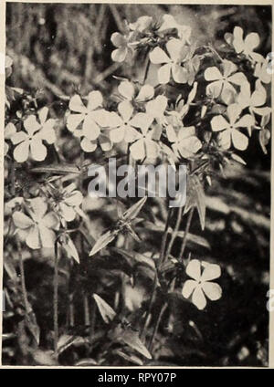 . Der Aiken Baumschulen: National für Wildblumen bekannt. Pflanzen, Bäume Vermont Vermont Kataloge Kataloge; wilde Blumen Vermont Kataloge; Baumschulen Vermont Kataloge; Gemüse; Gartenbau Vermont Vermont Kataloge Kataloge. Seite 8 DER AIKEN BAUMSCHULEN, Putney, Vermont rAKTKII) (; HBHKK' ich. MUche/La refivtis. ): Auy, trailing Weinstock mit sliiiiy, roun&lt; J grüne Blätter anJ duftenden rosa und weißen Blüten im Juni. Weihnachten - rccI Beeren erscheinen im Spätsommer und im letzten Winter. Die beste Anlage für die ter-rariums. Wir verwendeten zu füllen und verkaufen Partridgcberry Schalen, die von den tausend an Weihnachten Stockfoto