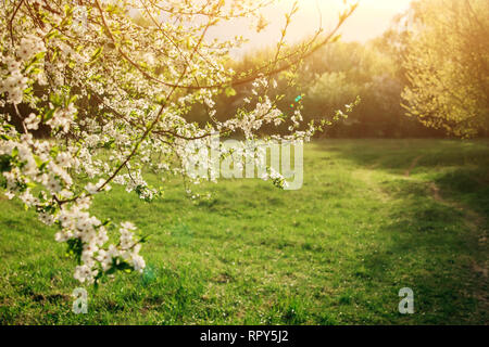 Cherry - Pflaume ist die Blüte im Frühling Garten bei Sonnenuntergang Stockfoto