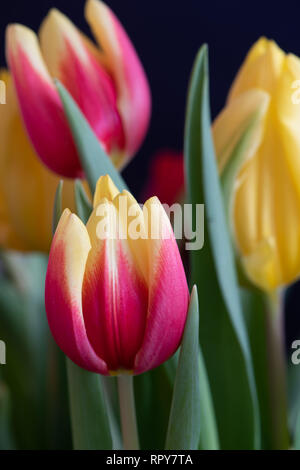 Kunst Stillleben farbenfrohe Makro einer Blume Tulpe geschlossen Gelb Rot auf natürlichen Hintergrund mit detaillierten Textur und grüne Blätter Stockfoto