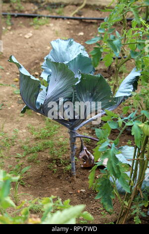 Junge Kohl oder Kopfkohl grünen jährliche Gemüse Ernte ab Kohl Kopf wachsen in lokalen Garten mit Tomaten Pflanzen umgeben zu bilden Stockfoto