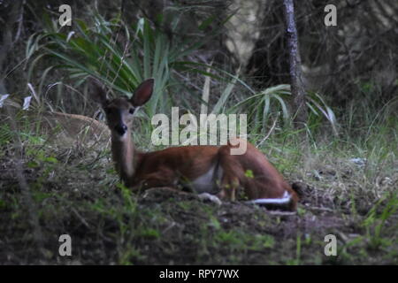 White-tailed deer Stockfoto