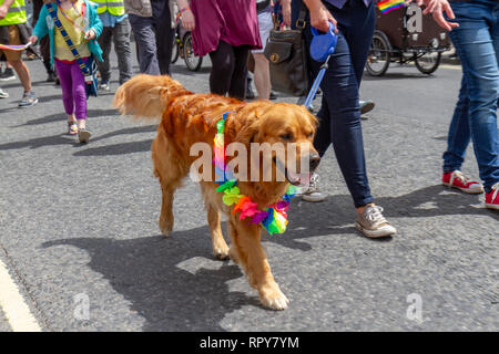 Eine rote Golden Retriever an der York Pride 2018 (York) LGBT Pride Parade, 9. Juni 2018, Stadt York, UK. Stockfoto