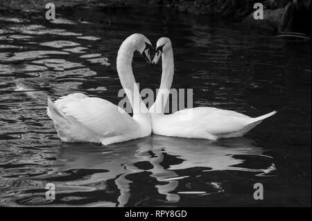 Paar schöne weiße Schwäne mit eleganten Hals bildet eine Herzform in Schwarz und Weiß Stockfoto
