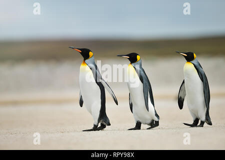 Drei Königspinguine Position hinaus aufs Meer zum Fischen an einem Sandstrand in Falkland Inseln. Stockfoto