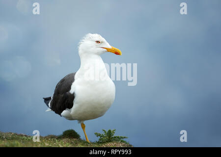 In der Nähe eines großen, schwarzen backed Gull vor blauem Hintergrund, UK. Stockfoto