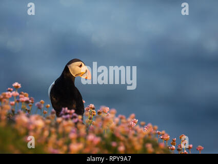 Papageitaucher im Bereich der Sparsamkeit bei Sonnenaufgang auf einem Küstengebiet des Shetland Islands, UK. Stockfoto
