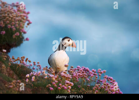 Papageitaucher im Bereich der Sparsamkeit Blumen bei Sonnenaufgang an der Küste des Shetland Islands, UK. Stockfoto