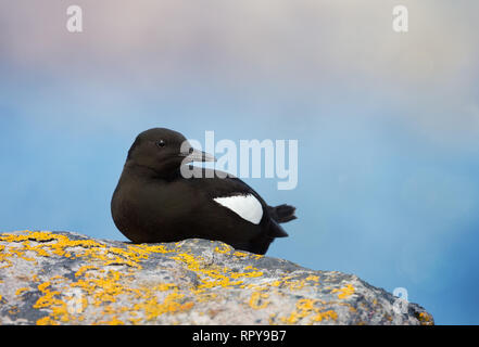 Nahaufnahme von Gryllteiste hocken auf einem Felsen, UK. Stockfoto